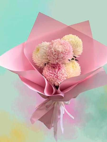 Chrysanthemum Disbud Blooms